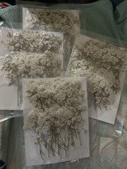 Wedding Floral Baby Breath Dried In Vacuum Sealed Packages NEW
