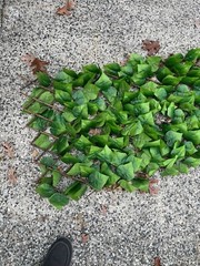 10ft X2ft Green Leaf Foliage Wall Backdrop Party Expandable Photo Backgrounds