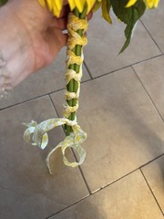 New, Artificial/silk Handheld Bouquet Of Sunflowers. Wedding / Prom