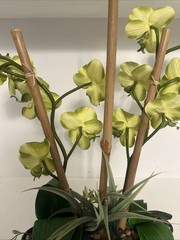 Huge Orchid Flower Display 17in Green Artificial Silk Flowers in Black Pot Faux