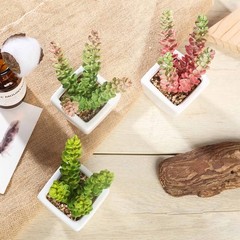Set of 3 8″ tall Assorted Faux Cute Sedum Succulent Plants with Off White Pots