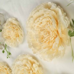 6 pack 7″ 9″ 11″ Ivory and Cream Tissue Paper Carnation Flowers Home Backdrop