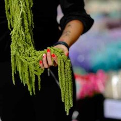 Preserved Amaranthus Olive Green Home Wedding Dried Flower Festive Floral Decor