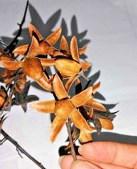 Dry flowers for make beautiful decorations wall decorations 20 flowers in set