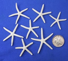10-SMALL White Finger Starfish, 2″-3″,Beach Decor,Wedding flower supply,SS-589
