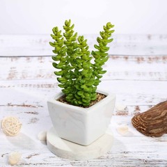 Set of 3 8″ tall Assorted Faux Cute Sedum Succulent Plants with Off White Pots