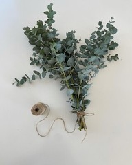 Fresh Gunnii Eucalyptus Bunch