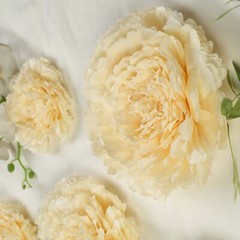 6 pack 12″ 16″ 20″ Ivory and Cream Tissue Paper Carnation Flowers Home Backdrop