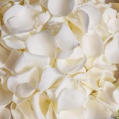 Dried Real White Rose Petals Freeze Preserved Flower Petals 1.75oz Valentine’s