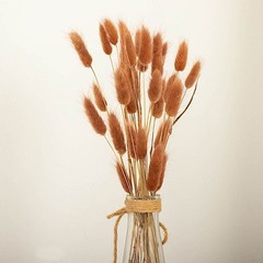 BROWN 50 Stems 15″ Rabbit Tail Dried Natural Pampas Grass SPRAYS Party Events