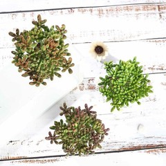 Green 3 Assorted 7″ Faux Jelly Bean Succulent Plants Off White Pots Sale