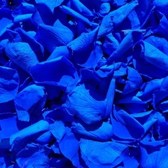 Dried Real White Rose Petals Freeze Preserved Flower Petals 1.75oz Valentine’s