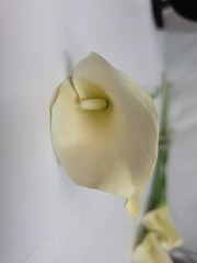 Vintage Real Touch White Calla Lily Bunch Of 8 Ashland Classic Tradition 15 Inch