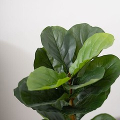 2 Green 3 feet Fig Tree ARTIFICIAL PLANTS Planter Pots Party Events Supplies