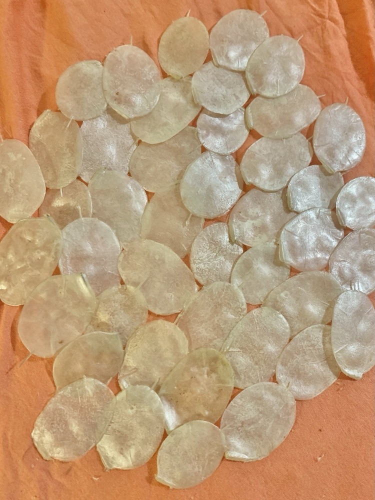 Lot Of 43 Loose Preserved Iridescent White Lunaria Silver Dollar Petals