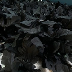 700+ Pcs Artificial Faux Fake Silk Black Leaves Leaf Clusters DIY Wedding Crafts