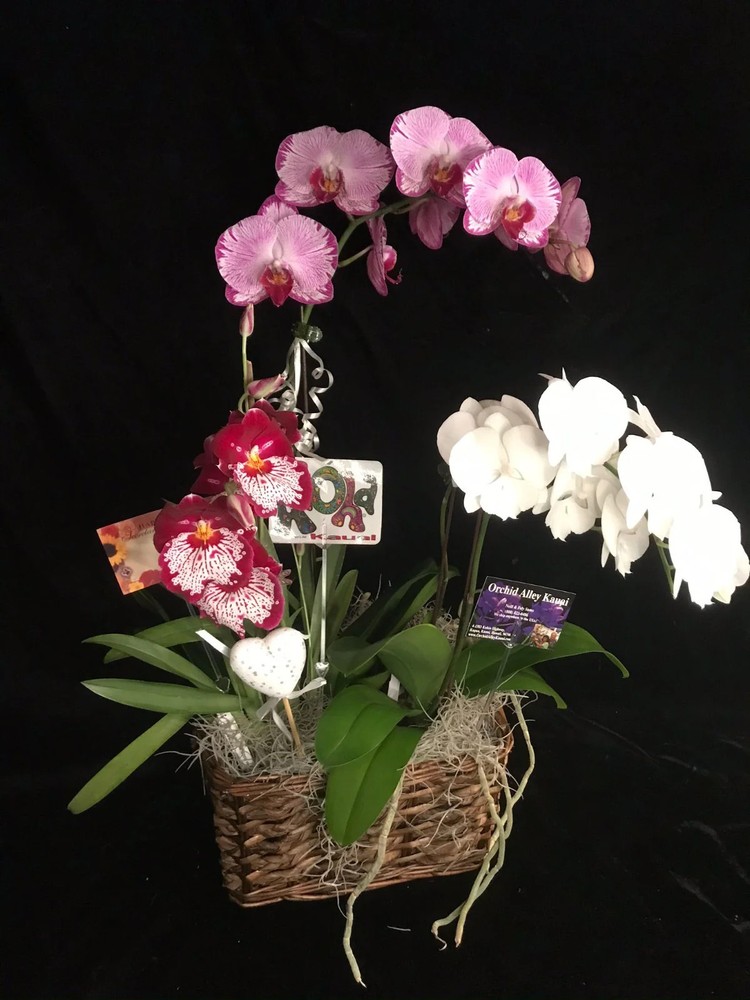 ‘Triple Treasure’ 3 Orchid Gift Basket
