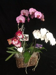 ‘Triple Treasure’ 3 Orchid Gift Basket