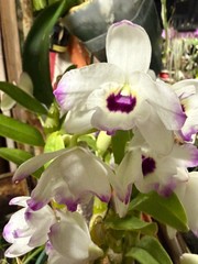 Dendrobium Nobile – Growers Choice White, Lavender, pink-fragrant