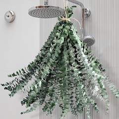 24 Pcs Dried Eucalyptus for Shower Hanging – 17” Real Large Preserved 24 PCS