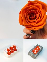 Preserved Rose FLower 6Pcs / Gift Box Head 5-5.5cm