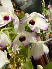 Dendrobium Nobile – Growers Choice White, Lavender, pink-fragrant
