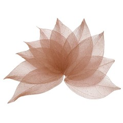 100Pcs Dark Coffee Skeleton Leaves 2″- 3″ Rubber Tree Scrapbooking