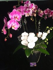 The “Mayor’s Basket” 5 Orchid Gift Basket