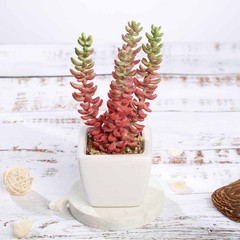 Set of 3 8″ tall Assorted Faux Cute Sedum Succulent Plants with Off White Pots