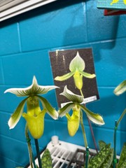 Paph. Maudiae orchid hybrid 2″-3″ pot -White with green stripes