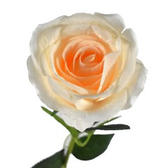 Long Stem Rose Flower Fake Wedding Centerpieces Bridal Bouquet Arrangement IVORY