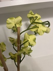 Huge Orchid Flower Display 17in Green Artificial Silk Flowers in Black Pot Faux