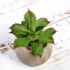 Set of 3 5″ tall Assorted Artificial Faux Aloe Succulent Plants with Round Pots