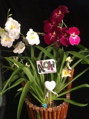 ‘Triple Treasure’ 3 Orchid Gift Basket