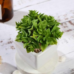 Green 3 Assorted 4″ Faux Crassula Succulent Plants Off White Pots Party