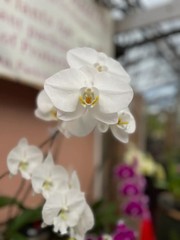 Phalaenopsis Orchid – In bloom or spike (Growers Choice)