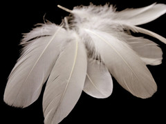 Ivory Goose Feathers 6-8″ 12 Pc Wedding Millinery Crafts Decoration