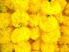 10 Pcs Lot yellow Home Decoratio Indian Marigold Flower Garland For Fluffy