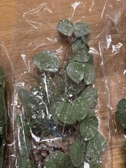 Leaf Greenery with Pinecones. Five Packs. NEW