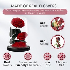Eternal Flower in a Glass Dome: Preserved Rose – Large, Red-double
