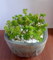 Artificial Succulents Grass Set of 27 Miniature Plants