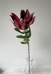Australian Native Flower Silk Leucadendron Flowers Burgundy Red Artificial Stem