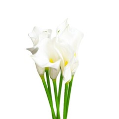 CALALILY FLOWER WHITE STEM 65CM 6 PCS ARTIFICIAL WEDDING EVENT DECOR