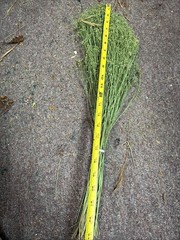 Dried Babys Breath (Dried Gypsophila) Green/sage?