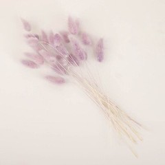LAVENDER 50 Stems 15″ Rabbit Tail Dried Natural Pampas Grass SPRAYS Party Events