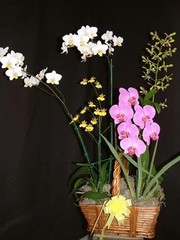 The “Mayor’s Basket” 5 Orchid Gift Basket