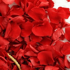 Dried Real White Rose Petals Freeze Preserved Flower Petals 1.75oz Valentine’s