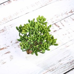 Set of 3 7″ tall Assorted Faux Cute Succulent Plants with Off White Ceramic Pots