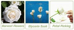 1000+Pcs Dried Real White Rose Petals, Freeze Preserved Flower Petals 8.47oz for
