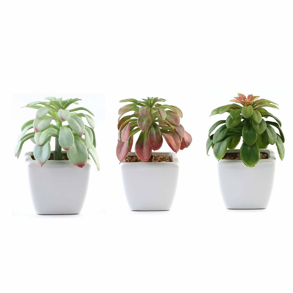 Set of 3 5″ tall Assorted Faux Echeveria Succulent Plants with Off White Pots